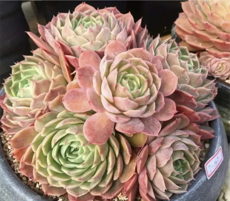 看一眼就喜欢的8种多肉，个个都是高颜值，关键是好养护