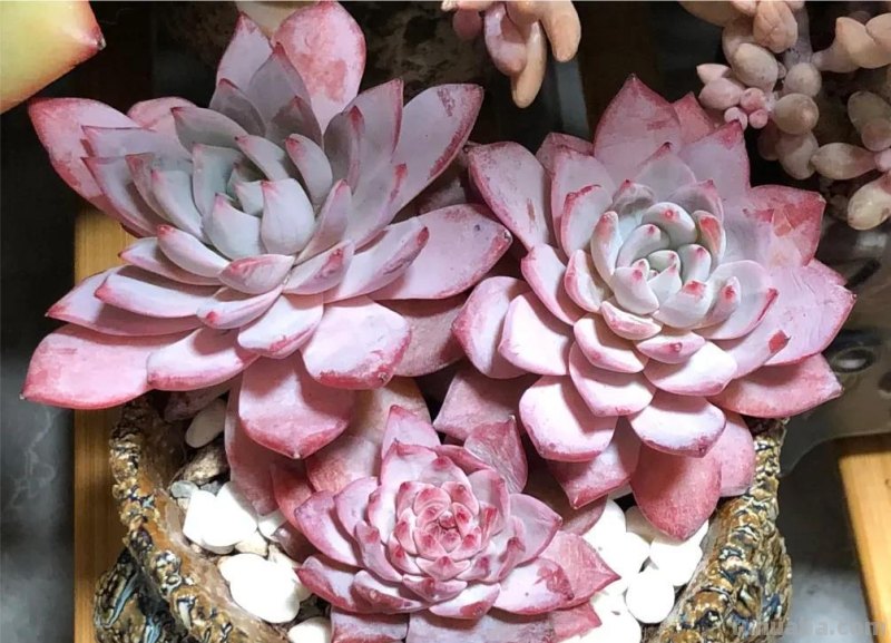 看一眼就喜欢的8种多肉，个个都是高颜值，关键是好养护