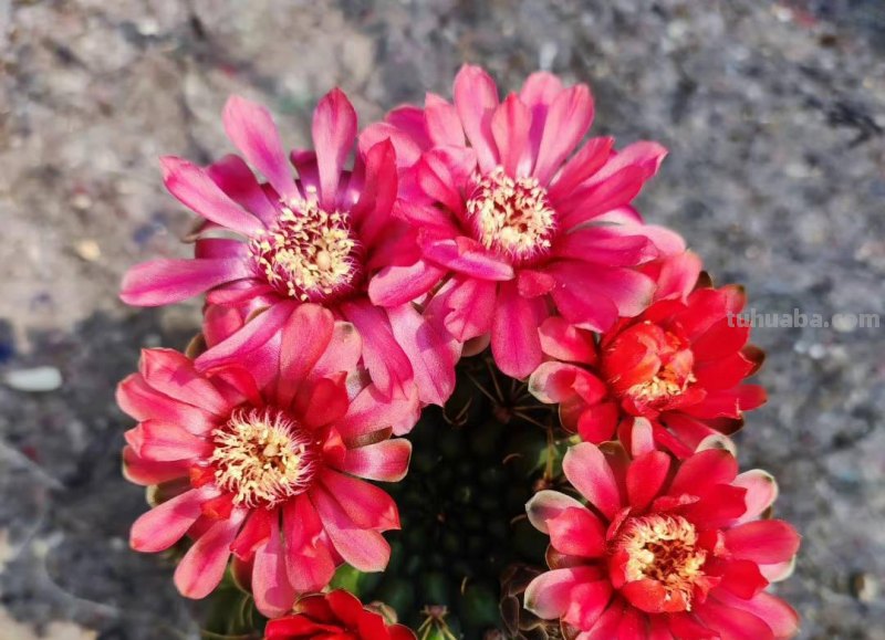 仙人球怎么养？做好一步，状态美，越长越胖，越来越爱开花