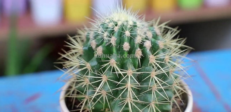 仙人球怎么养？做好一步，状态美，越长越胖，越来越爱开花