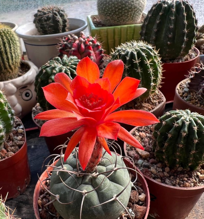 仙人球怎么养？做好一步，状态美，越长越胖，越来越爱开花