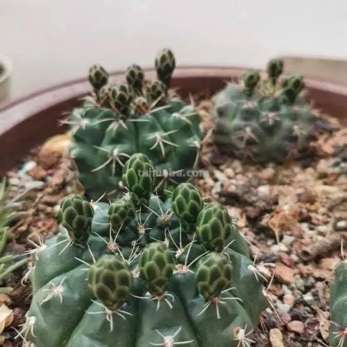 仙人球怎么养？做好一步，状态美，越长越胖，越来越爱开花