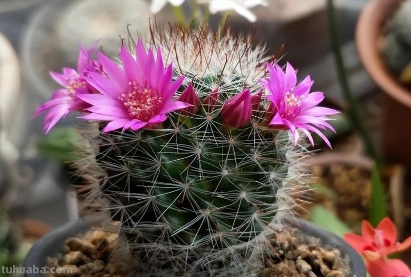 仙人球怎么养？做好一步，状态美，越长越胖，越来越爱开花