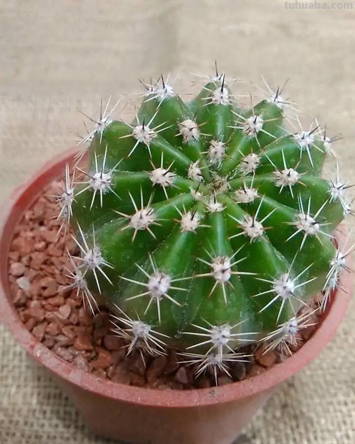 仙人球怎么养？做好一步，状态美，越长越胖，越来越爱开花