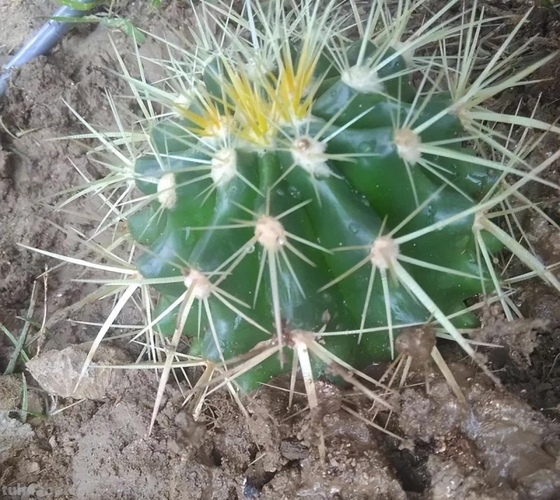 仙人球怎么养？做好一步，状态美，越长越胖，越来越爱开花