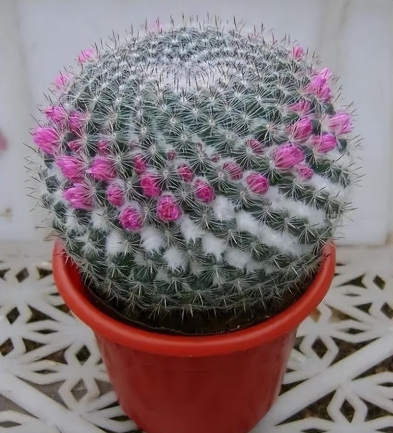 仙人球怎么养？做好一步，状态美，越长越胖，越来越爱开花