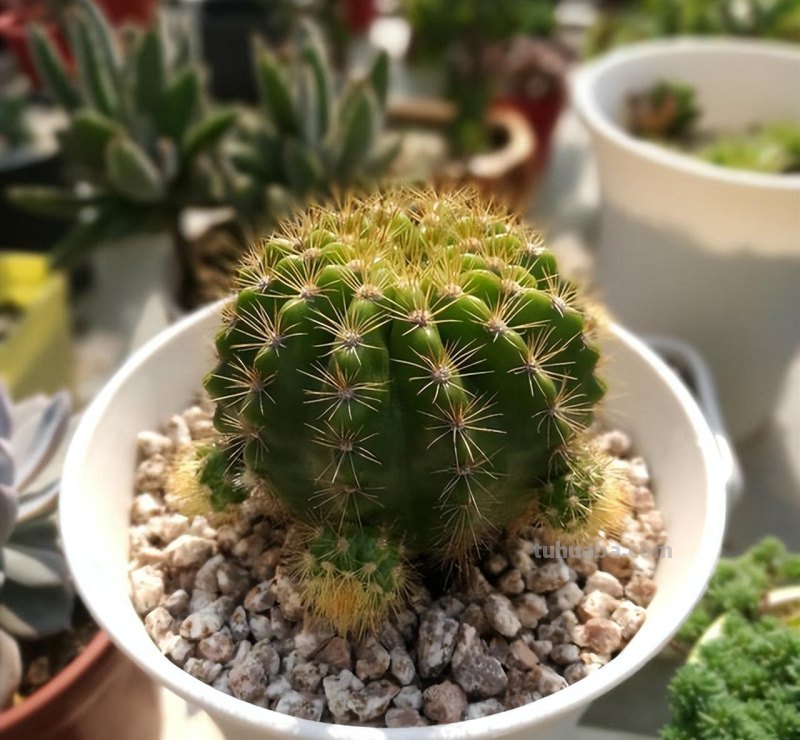 仙人球怎么养？做好一步，状态美，越长越胖，越来越爱开花