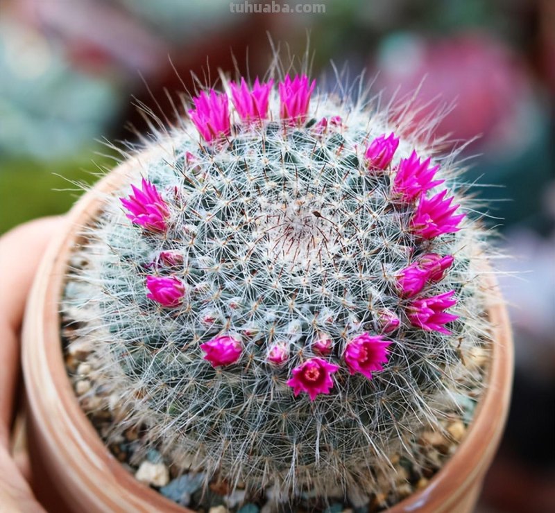 仙人球怎么养？做好一步，状态美，越长越胖，越来越爱开花