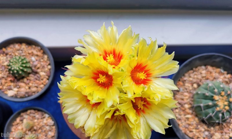 仙人球怎么养？做好一步，状态美，越长越胖，越来越爱开花