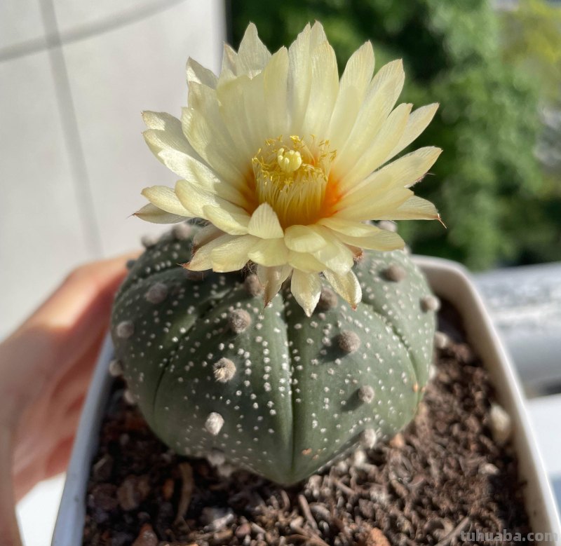 仙人球怎么养？做好一步，状态美，越长越胖，越来越爱开花