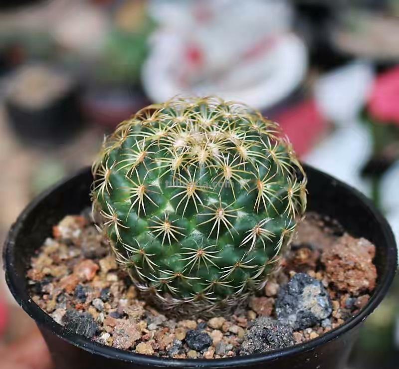 仙人球怎么养？做好一步，状态美，越长越胖，越来越爱开花