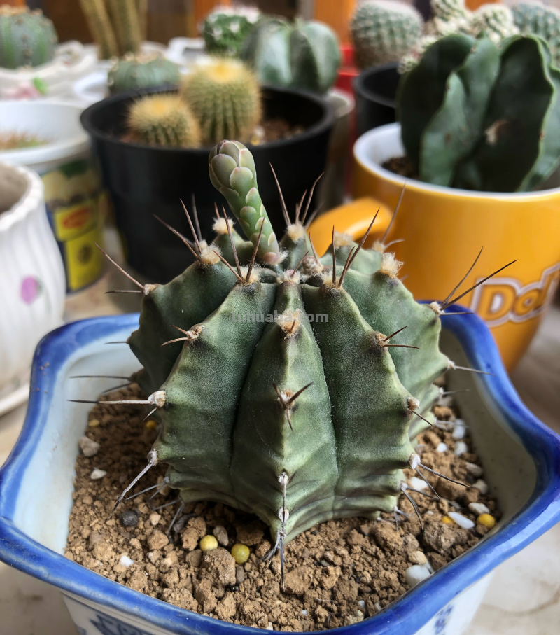 仙人球怎么养？做好一步，状态美，越长越胖，越来越爱开花