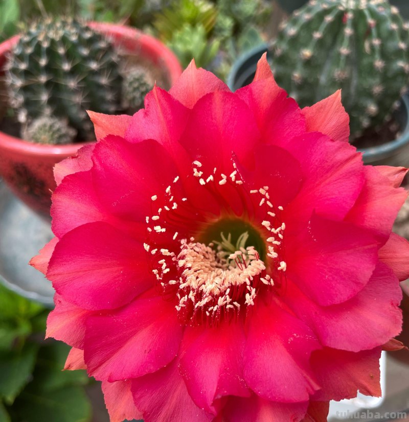 仙人球怎么养？做好一步，状态美，越长越胖，越来越爱开花