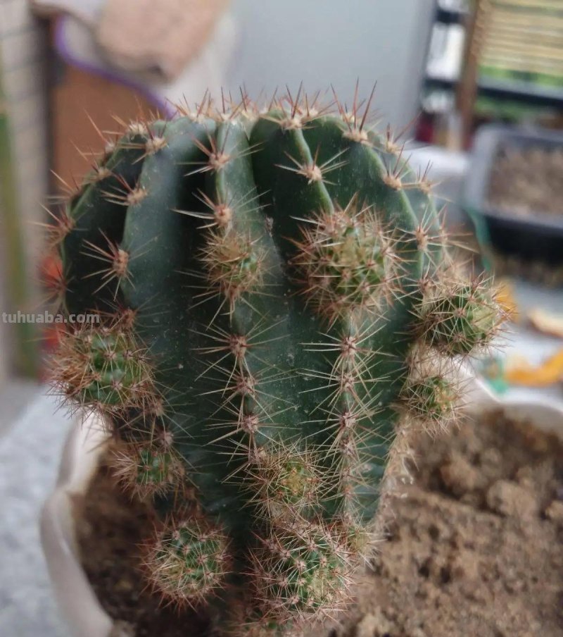 仙人球怎么养？做好一步，状态美，越长越胖，越来越爱开花