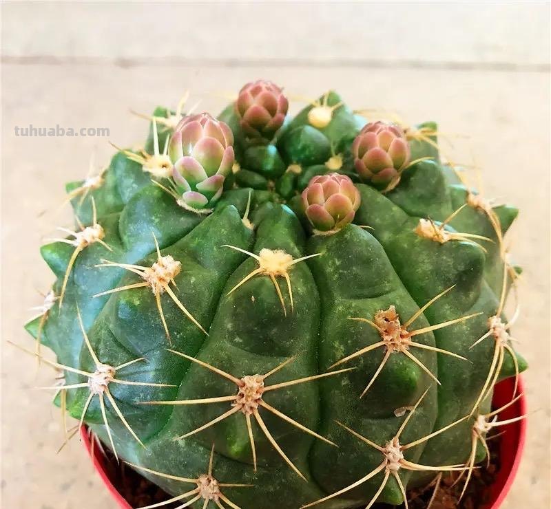 仙人球怎么养？做好一步，状态美，越长越胖，越来越爱开花