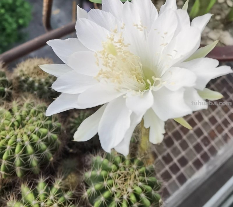 仙人球怎么养？做好一步，状态美，越长越胖，越来越爱开花