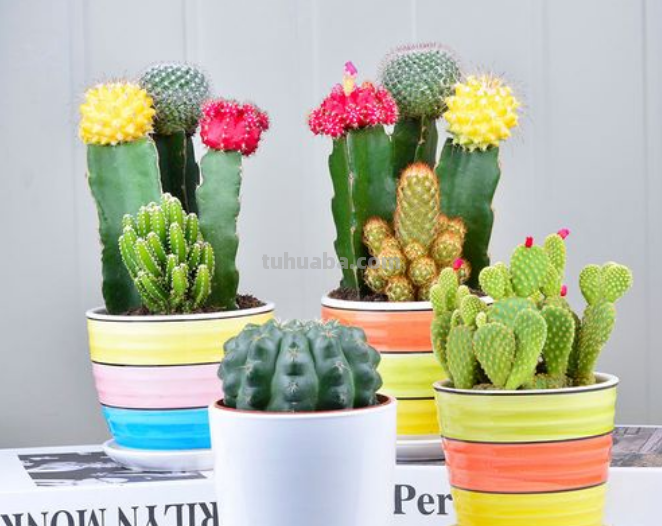 家里的仙人球盆栽应该如何养？