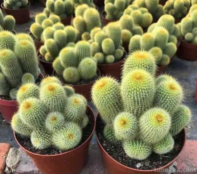 家里的仙人球盆栽应该如何养？