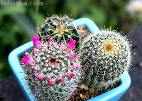 家里的仙人球盆栽应该如何养？