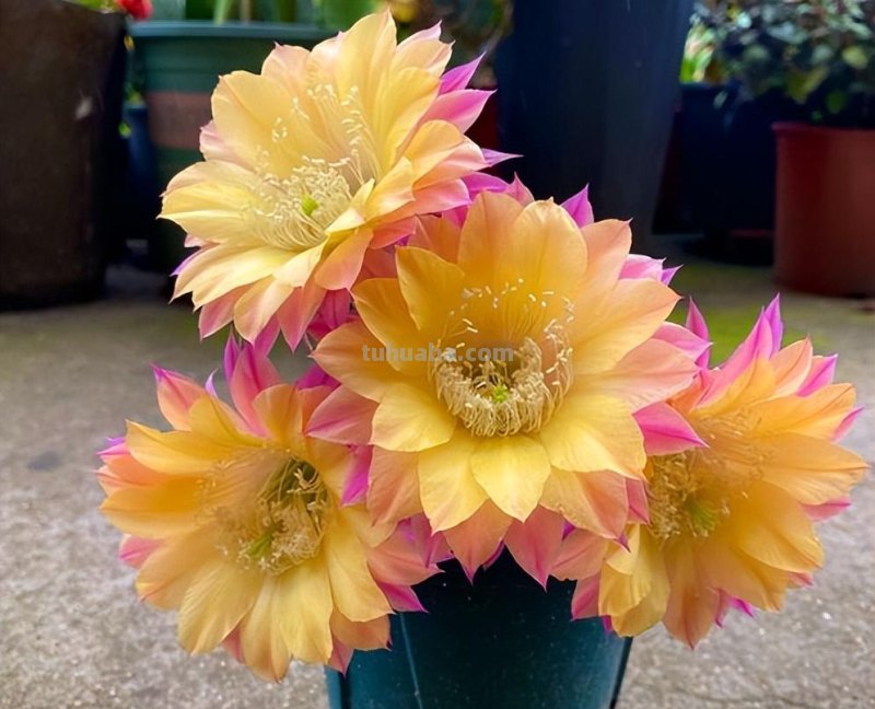 9种“劳模”仙人球，颜值高，开花勤奋，新手养它没“负担”