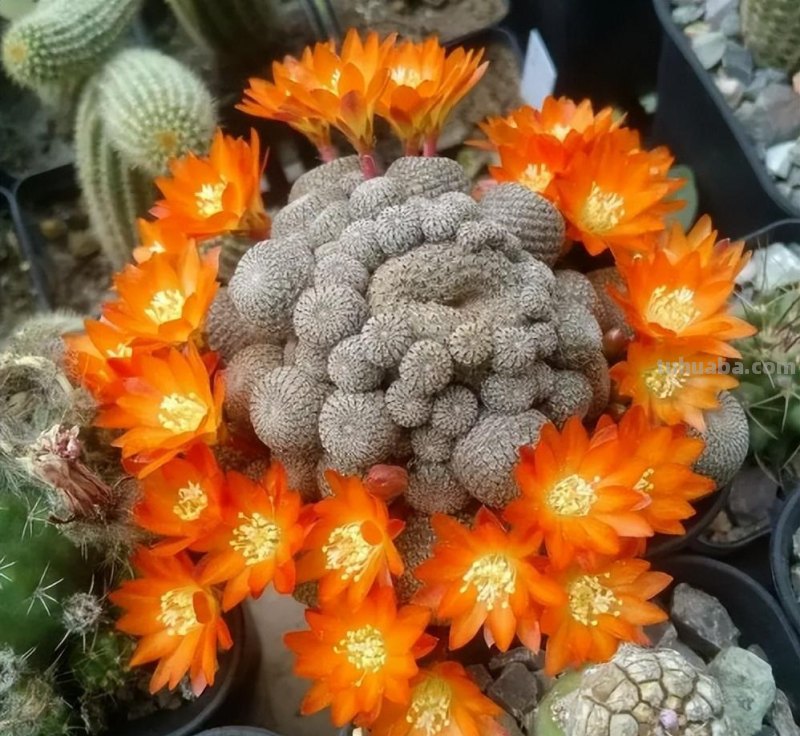 9种“劳模”仙人球，颜值高，开花勤奋，新手养它没“负担”