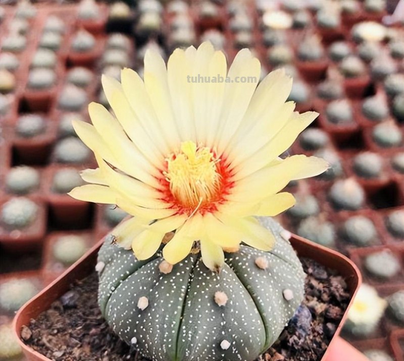 9种“劳模”仙人球，颜值高，开花勤奋，新手养它没“负担”