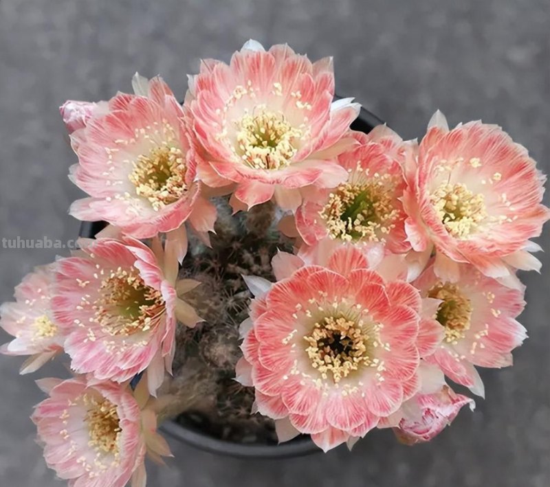 9种“劳模”仙人球，颜值高，开花勤奋，新手养它没“负担”