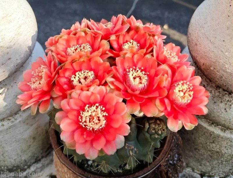 9种“劳模”仙人球，颜值高，开花勤奋，新手养它没“负担”