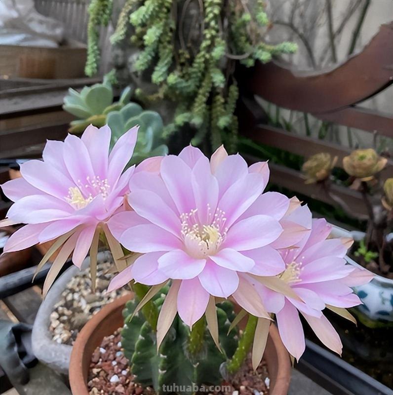 9种“劳模”仙人球，颜值高，开花勤奋，新手养它没“负担”