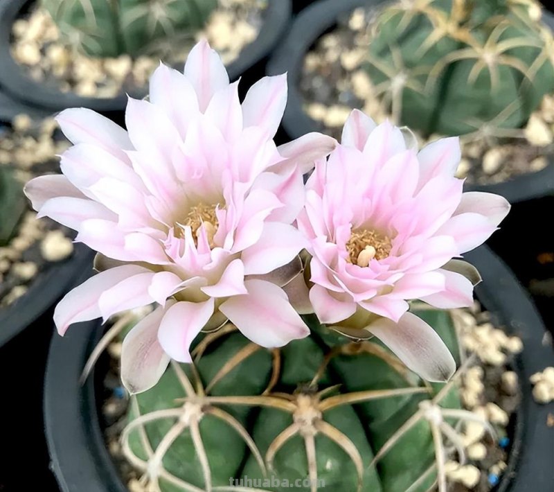 9种“劳模”仙人球，颜值高，开花勤奋，新手养它没“负担”