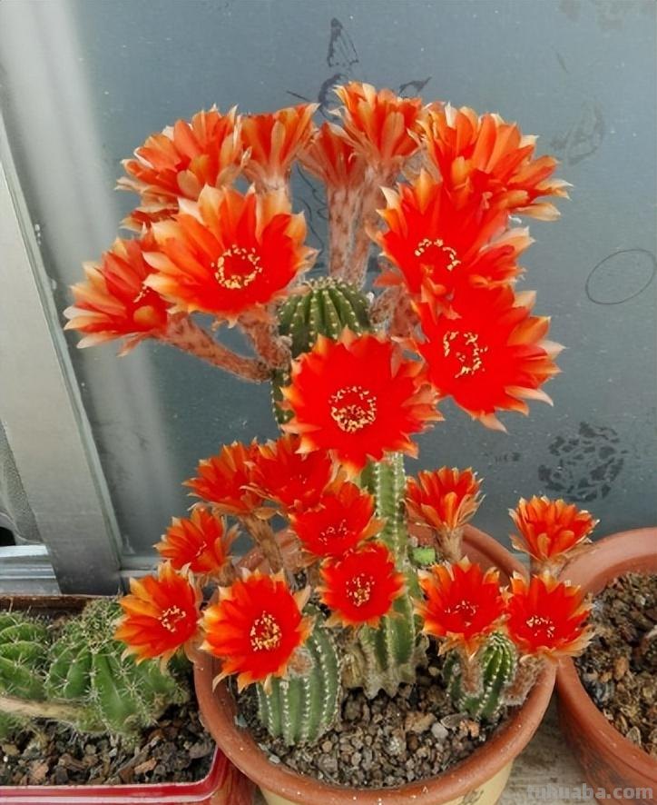 9种“劳模”仙人球，颜值高，开花勤奋，新手养它没“负担”