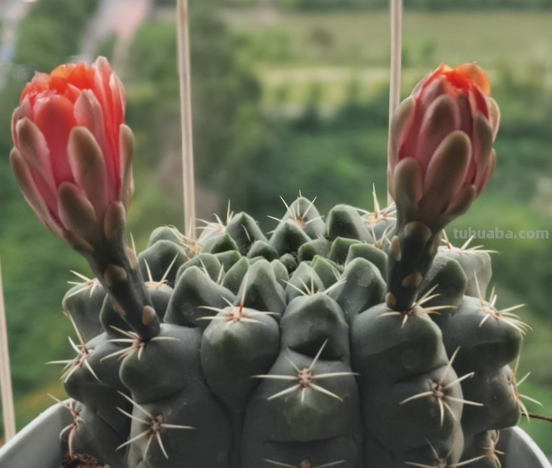 养好仙人球，有3个方法，长得更圆更肥，花很鲜艳开成花树