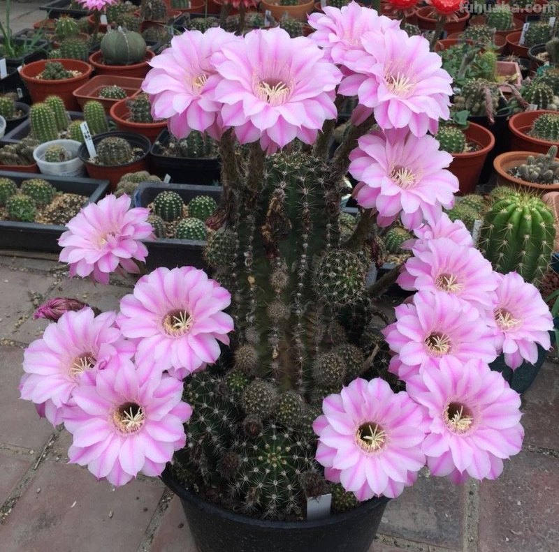 养好仙人球，有3个方法，长得更圆更肥，花很鲜艳开成花树