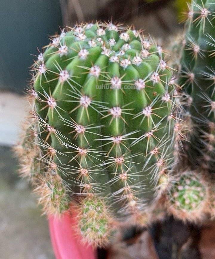 养好仙人球，有3个方法，长得更圆更肥，花很鲜艳开成花树