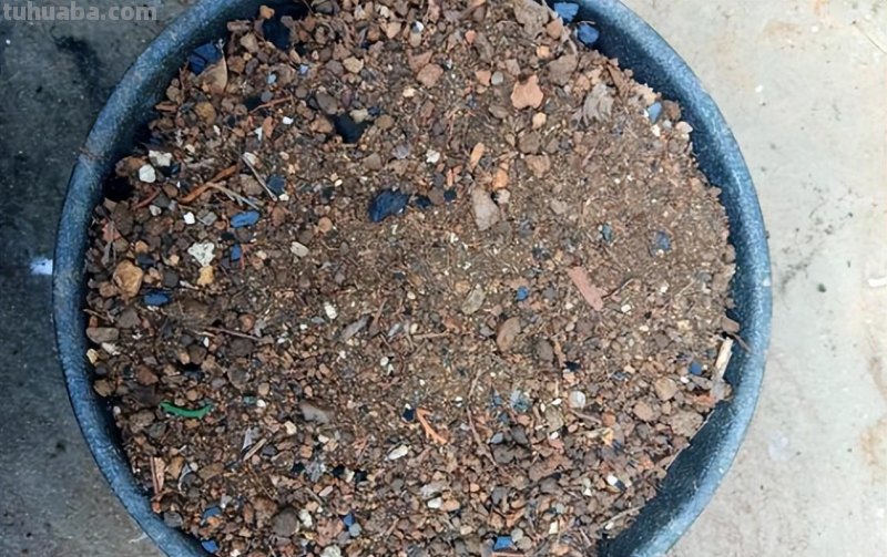 养好仙人球，有3个方法，长得更圆更肥，花很鲜艳开成花树