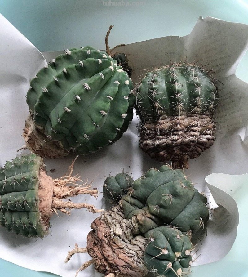 养好仙人球，有3个方法，长得更圆更肥，花很鲜艳开成花树