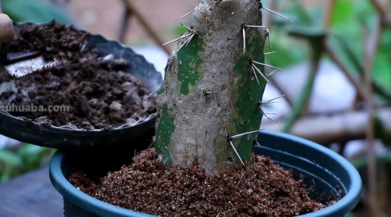 养好仙人球，有3个方法，长得更圆更肥，花很鲜艳开成花树