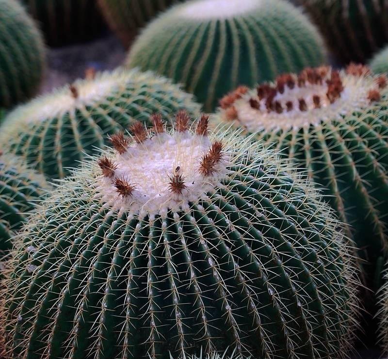 养好仙人球，有3个方法，长得更圆更肥，花很鲜艳开成花树