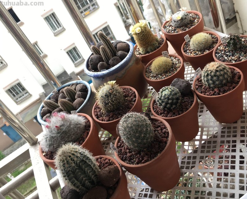 养好仙人球，有3个方法，长得更圆更肥，花很鲜艳开成花树