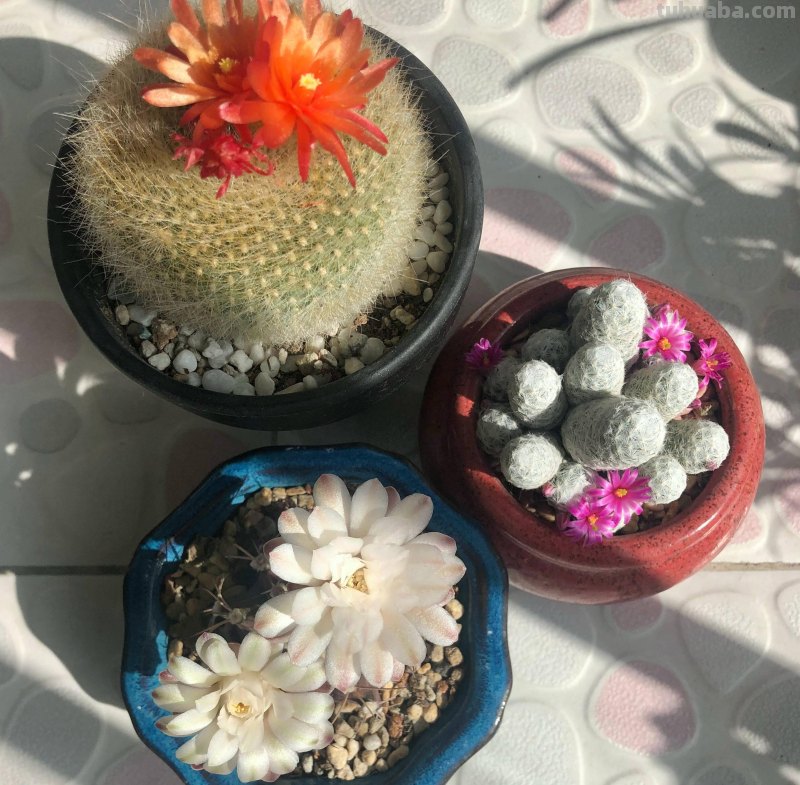 养好仙人球，有3个方法，长得更圆更肥，花很鲜艳开成花树