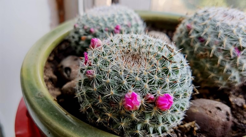 养好仙人球，有3个方法，长得更圆更肥，花很鲜艳开成花树