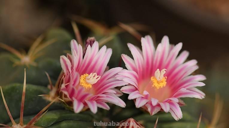 养好仙人球，有3个方法，长得更圆更肥，花很鲜艳开成花树