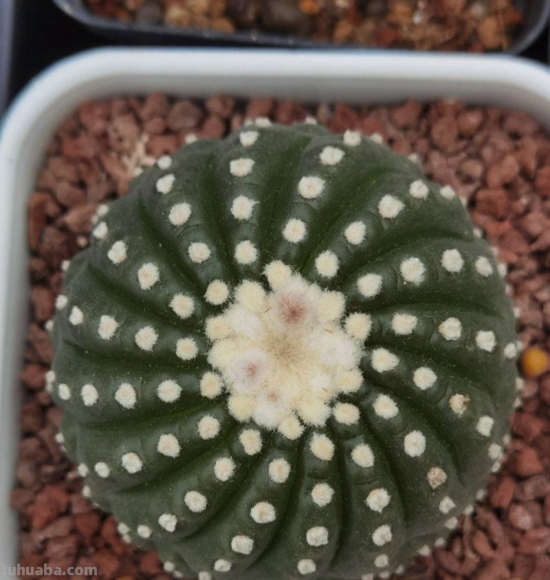 养好仙人球，有3个方法，长得更圆更肥，花很鲜艳开成花树