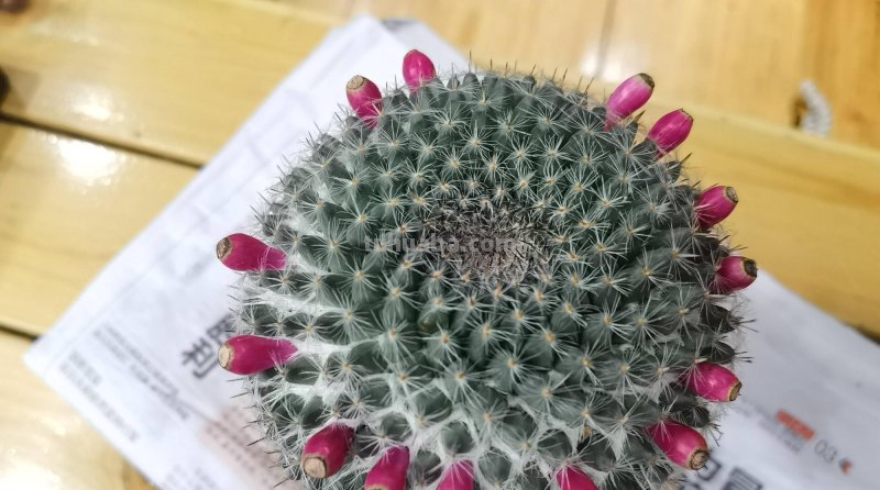 仙人球玉翁的养护技巧，做好3点，非常好养、花多球胖、美丽壮实