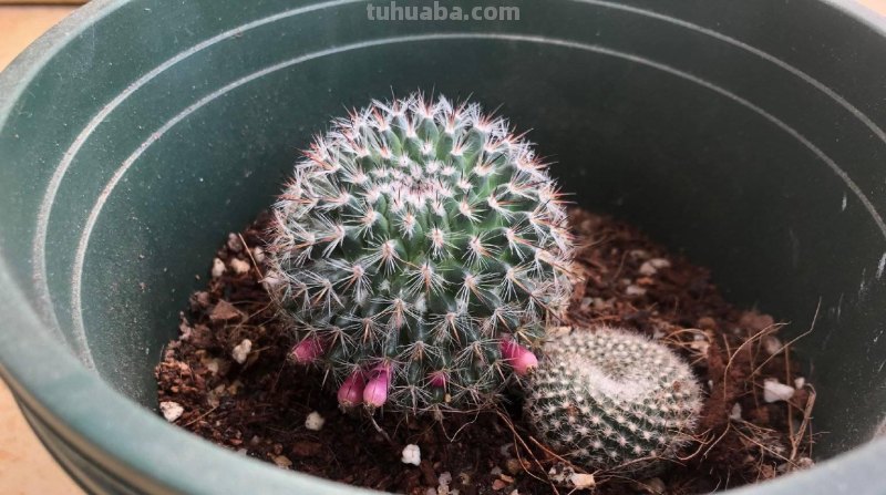 仙人球玉翁的养护技巧，做好3点，非常好养、花多球胖、美丽壮实