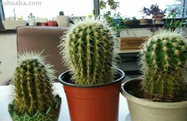 家里养仙人球，简单一个小方法，养到爆崽儿又开花