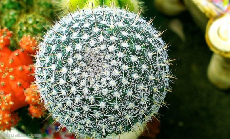 家里养仙人球，简单一个小方法，养到爆崽儿又开花