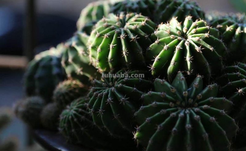 家里养仙人球，简单一个小方法，养到爆崽儿又开花