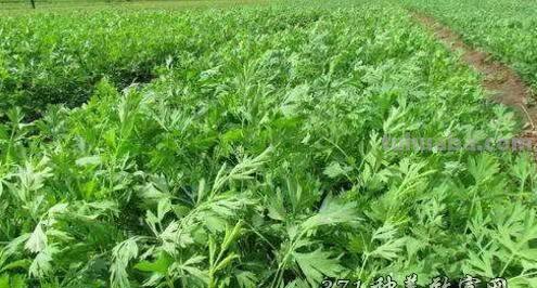 只有北方才有的中药材,你都知道有哪些吗?