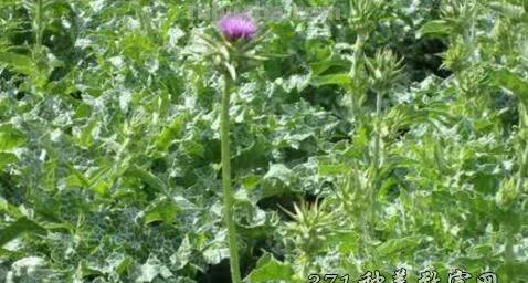 只有北方才有的中药材,你都知道有哪些吗?